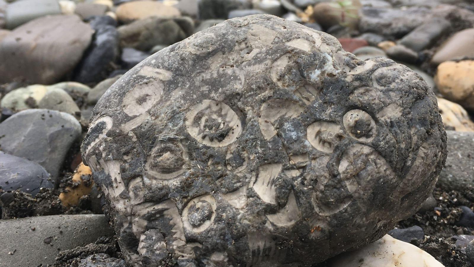 Ammonites and Clam Fossils in Homer, AK