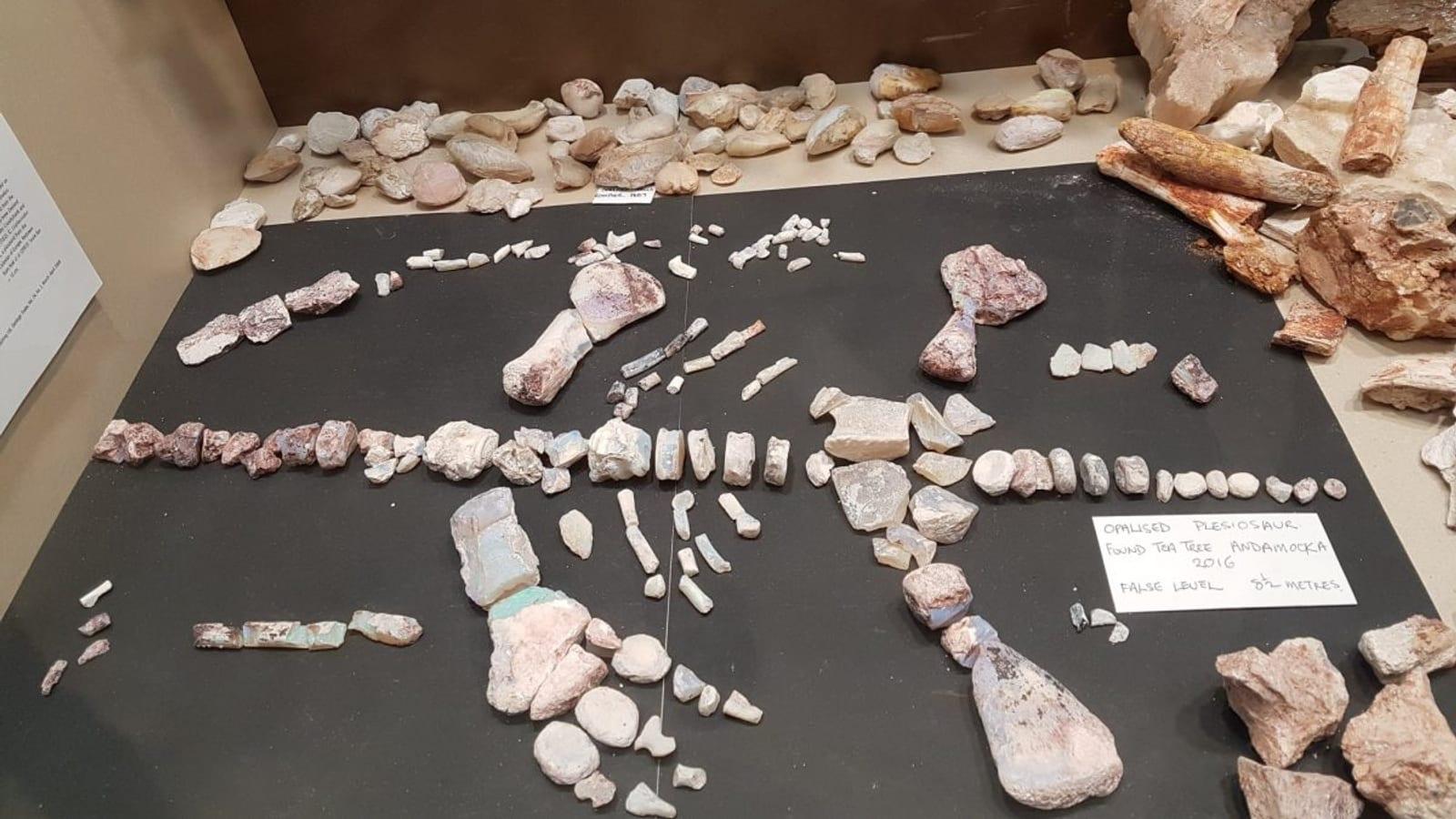 Andamooka Opal Fossils Fossicking Cretaceous South Australia