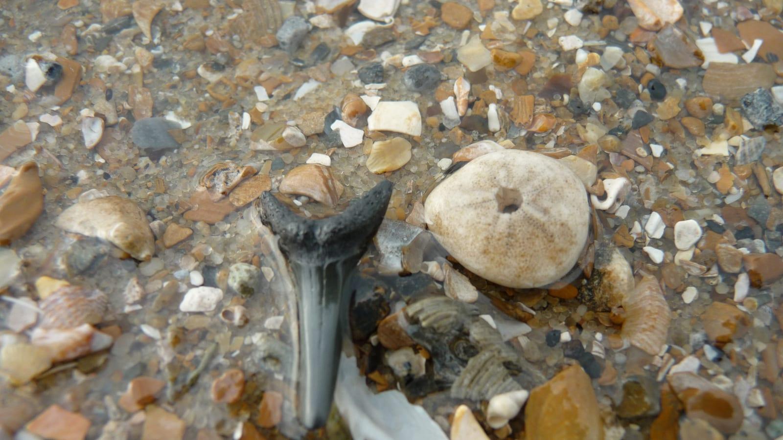 Bone Valley: shark teeth, marine vertebrates, and land mammals in Florida