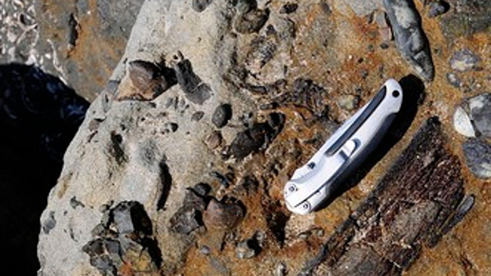 Where to Find Fossils on Capitola Beach
