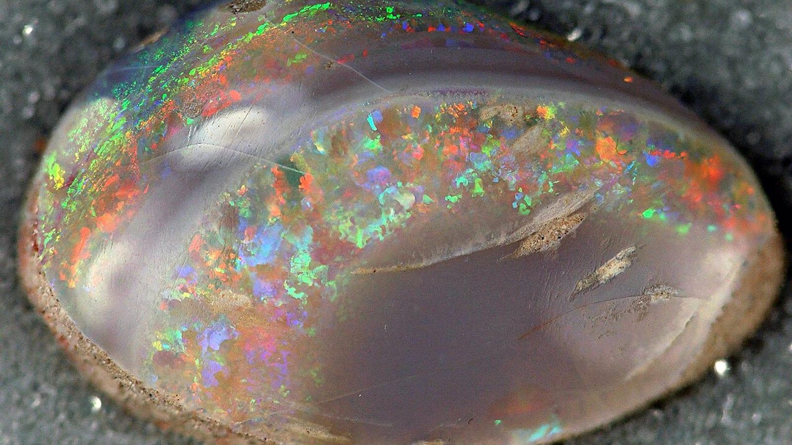 Coober Pedy Opal Fossils Eric Plesiosaur South Australia