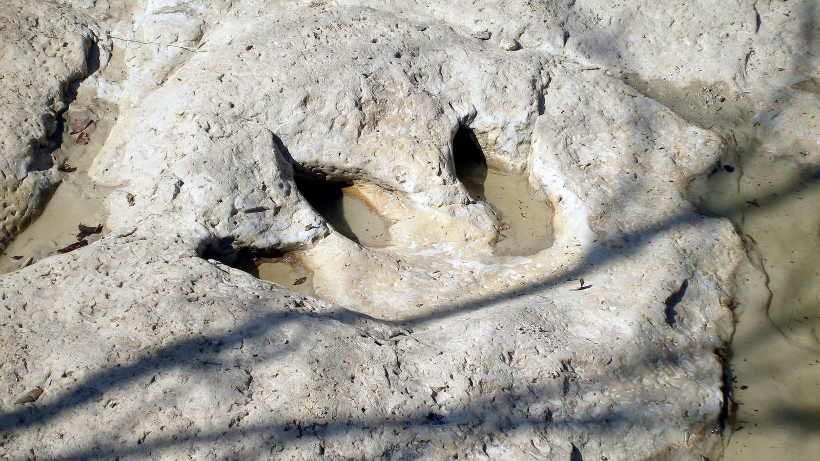 Dinosaur Valley State Park: dinosaur tracks in-situ trackways in Glen Rose, Texas