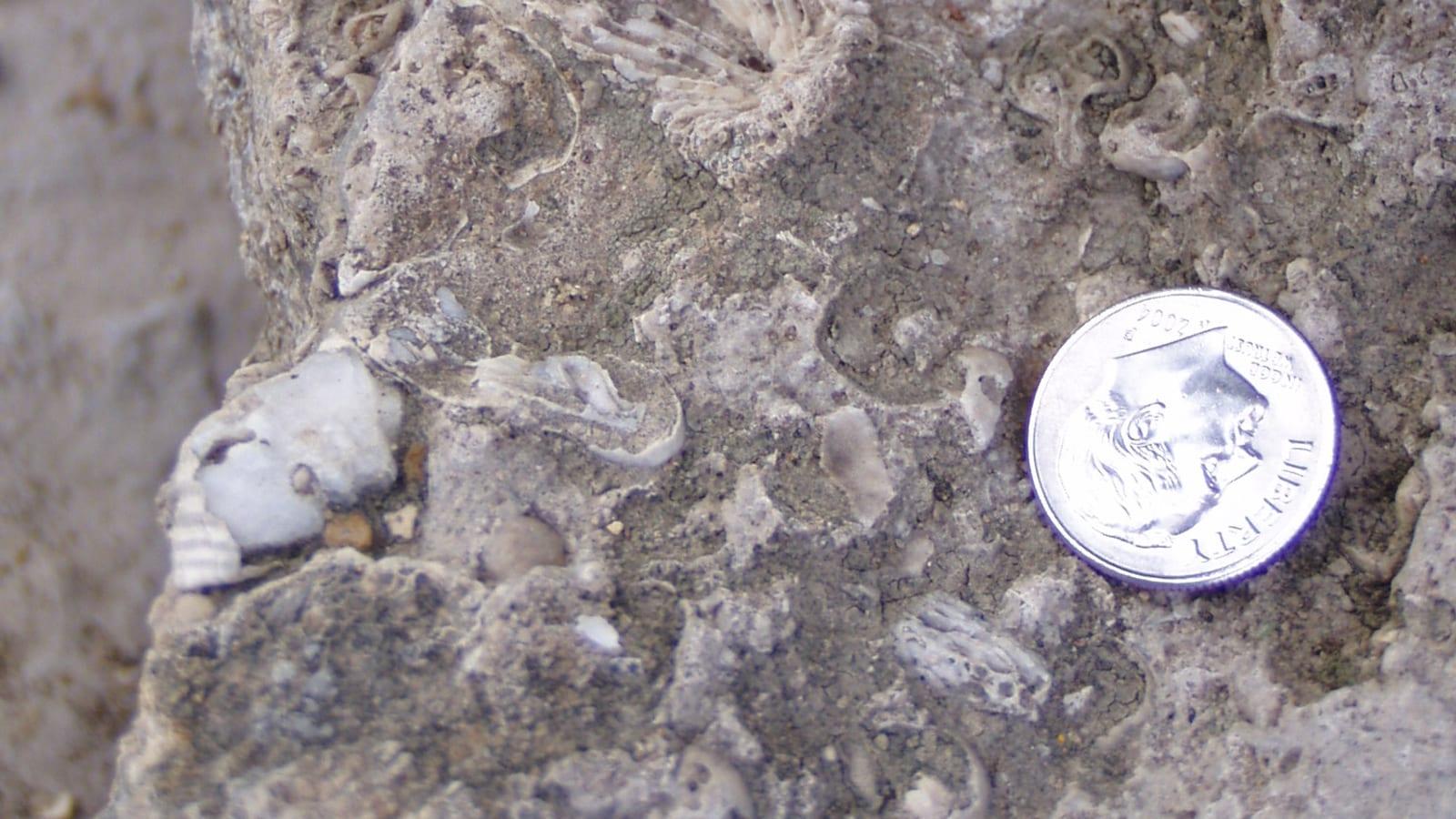 Falls of the Ohio State Park: corals, brachiopods, stromatoporoids, crinoids, bryozoans, and mollusks in Clarksville, Indiana