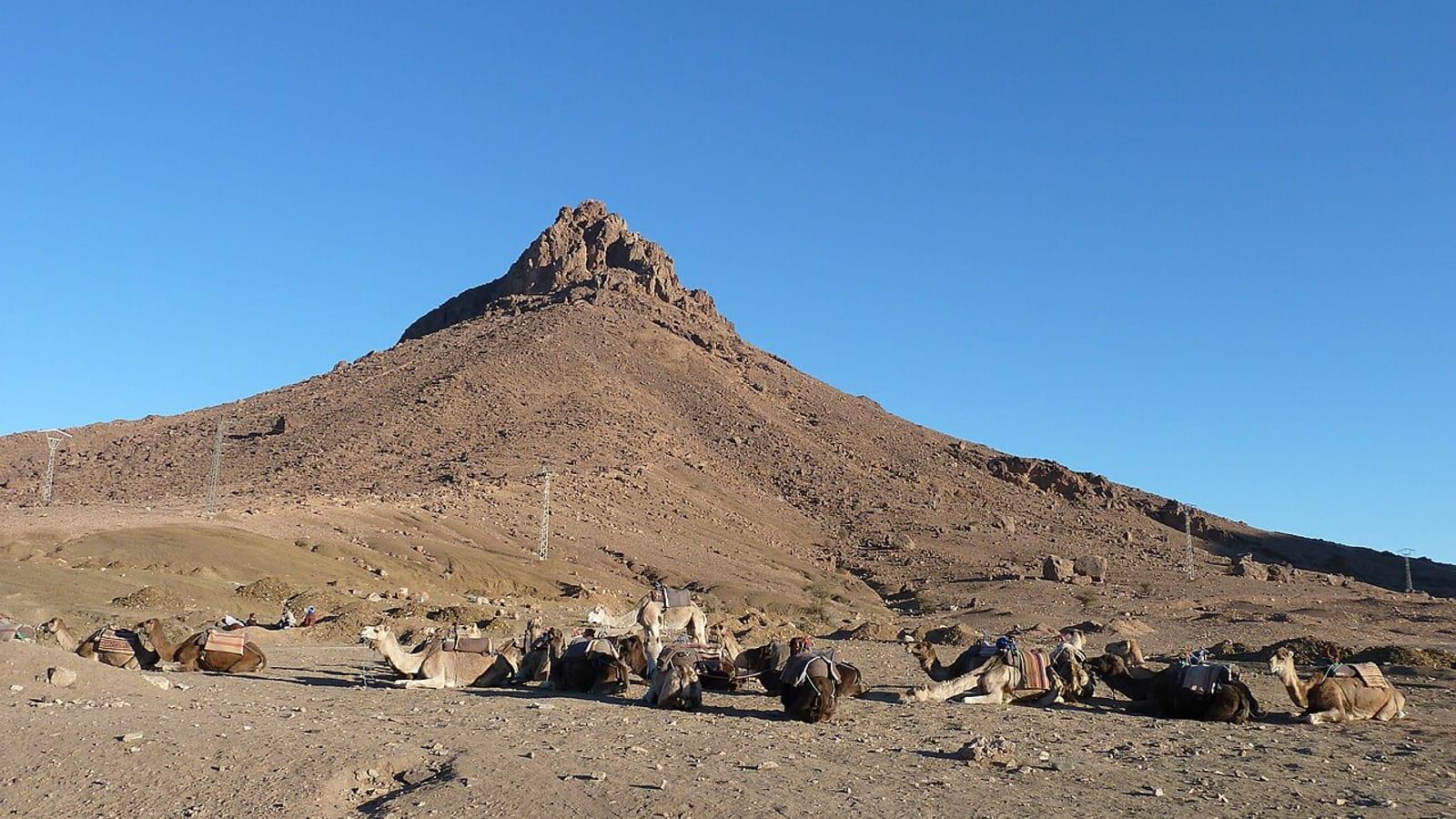 Fezouata Biota Locality Zagora Morocco