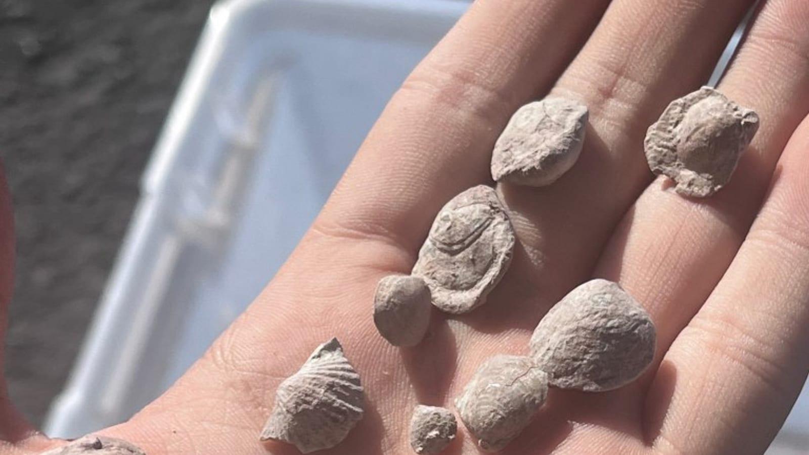 Guide to Finding Fossils at Paleo Site Monument in Arizona