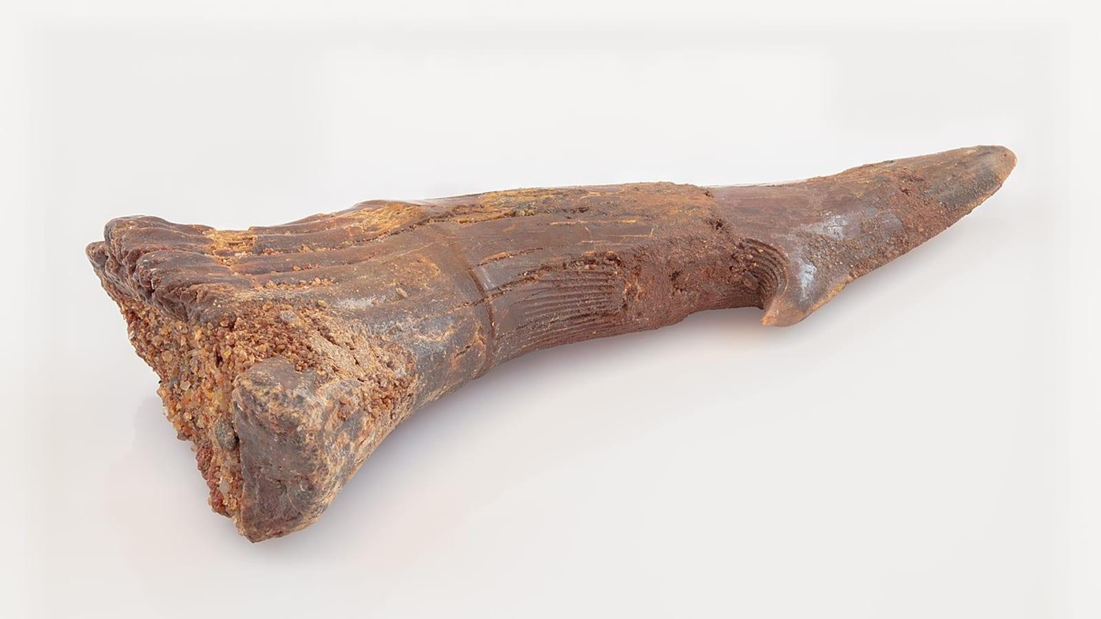 Kem Kem Dinosaur Fossil Beds Taouz Morocco