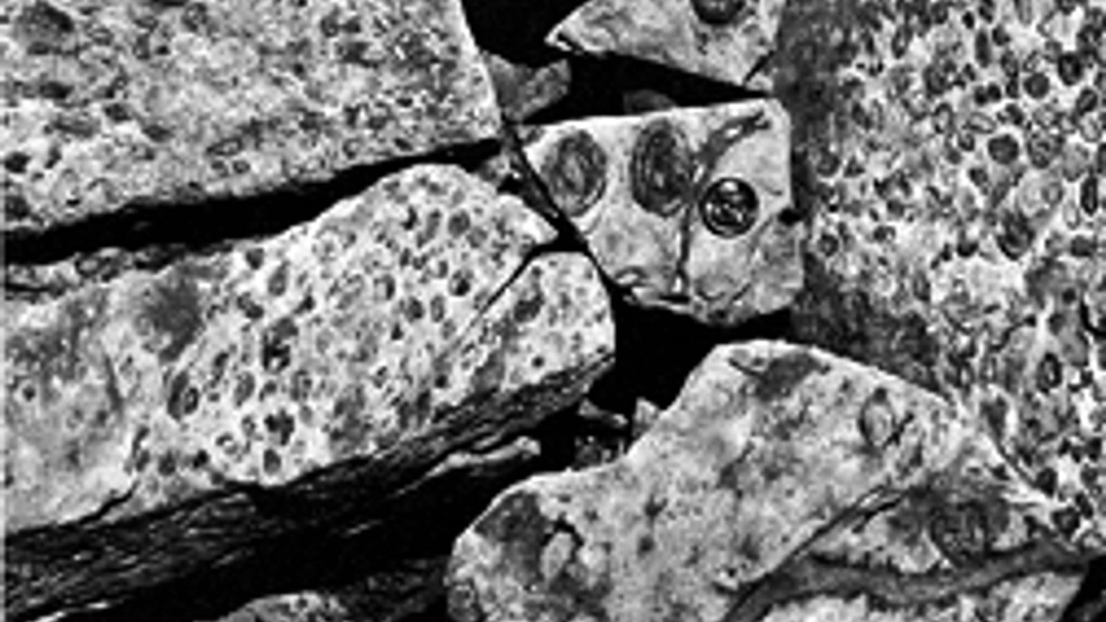 Finding Fossils in Mazourka Canyon
