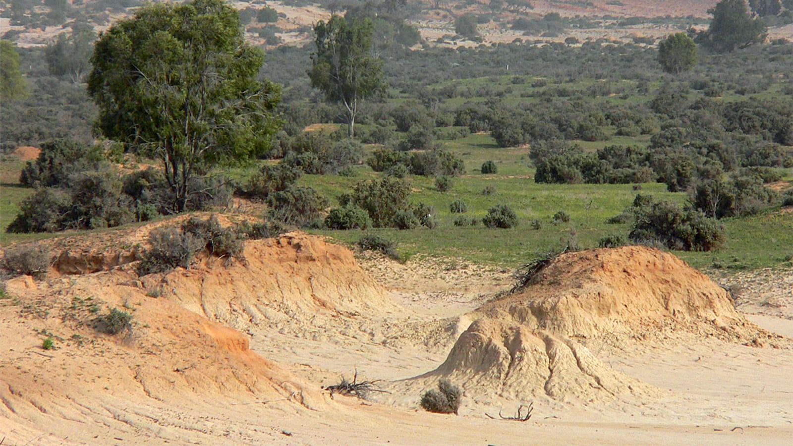 Mungo National Park Pleistocene Fossils Nsw