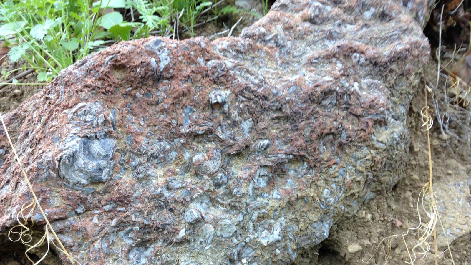 Guide to Finding Fossils Near Los Padres Wilderness