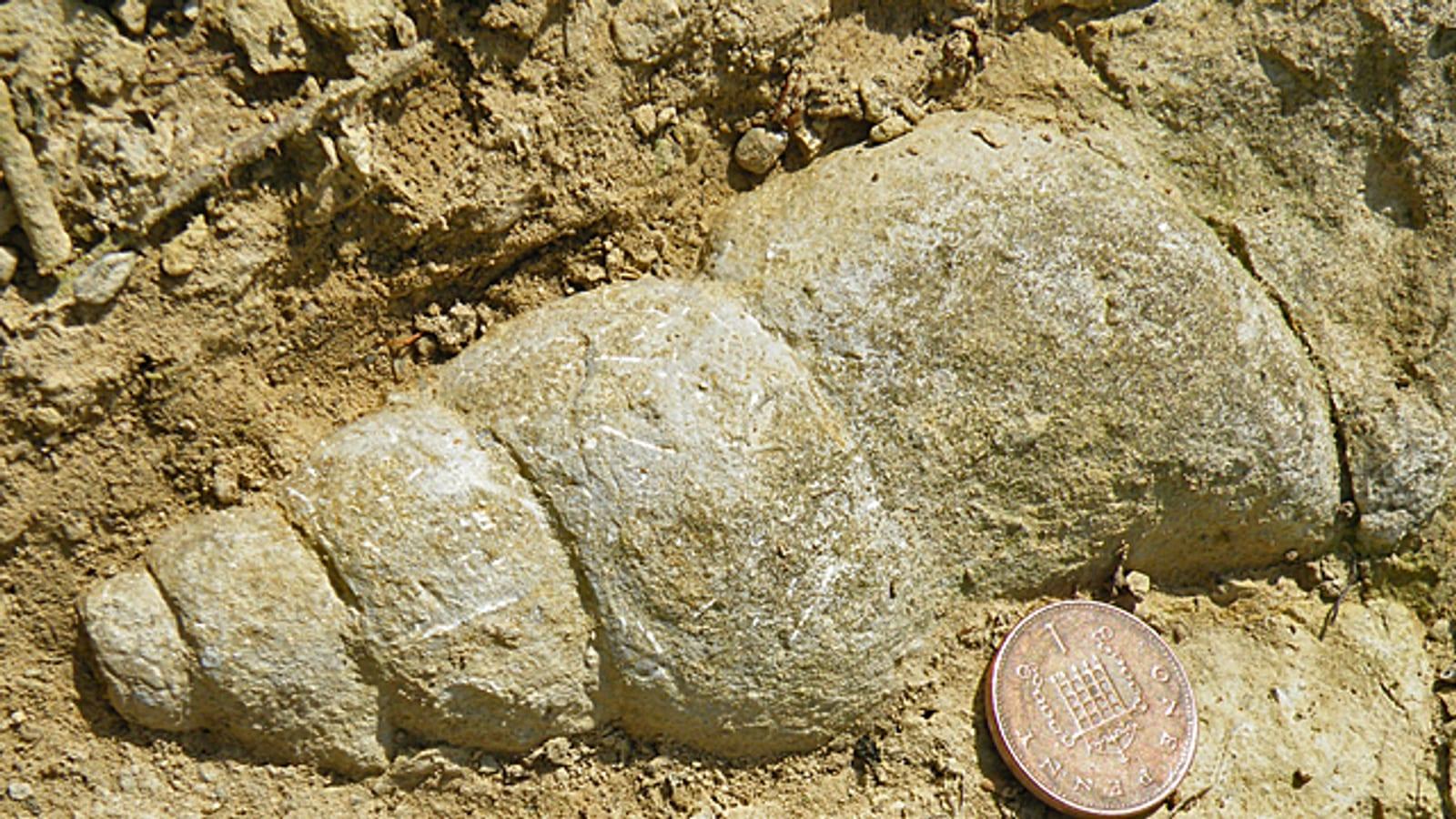 Guide to Finding Fossils at Rincon Point