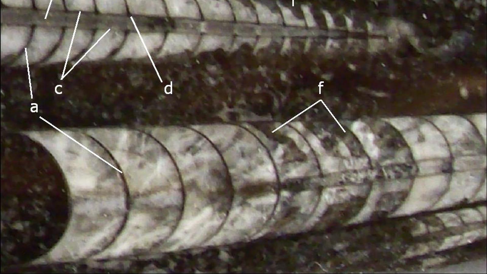 Saredrar Orthoceras Quarry Tazzarine Alnif Morocco
