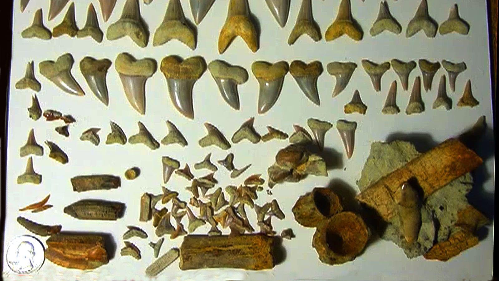 Guide to Finding Fossils at Shark Tooth Hill