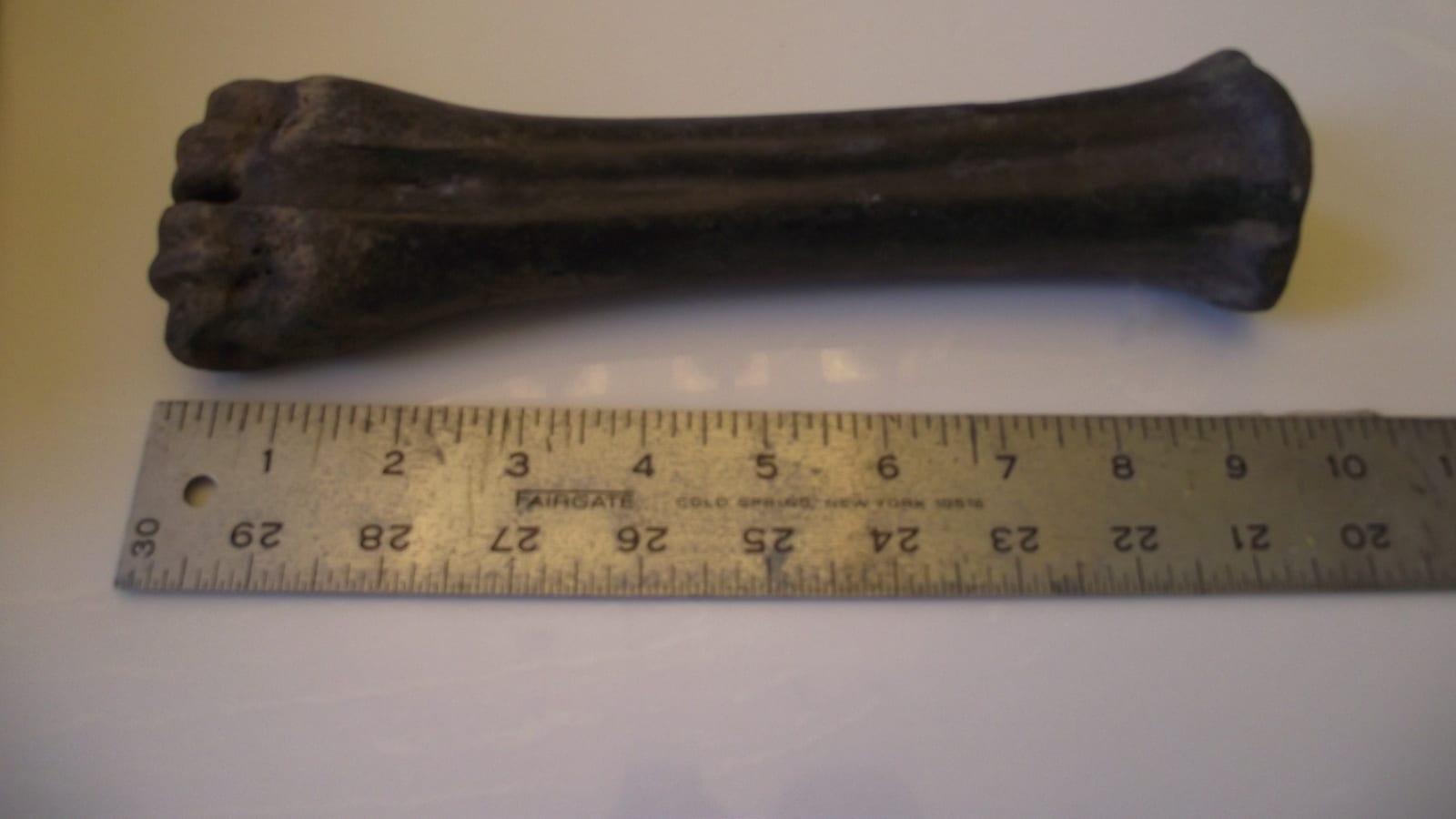 Where to Find Fossils at Surfer's Knoll