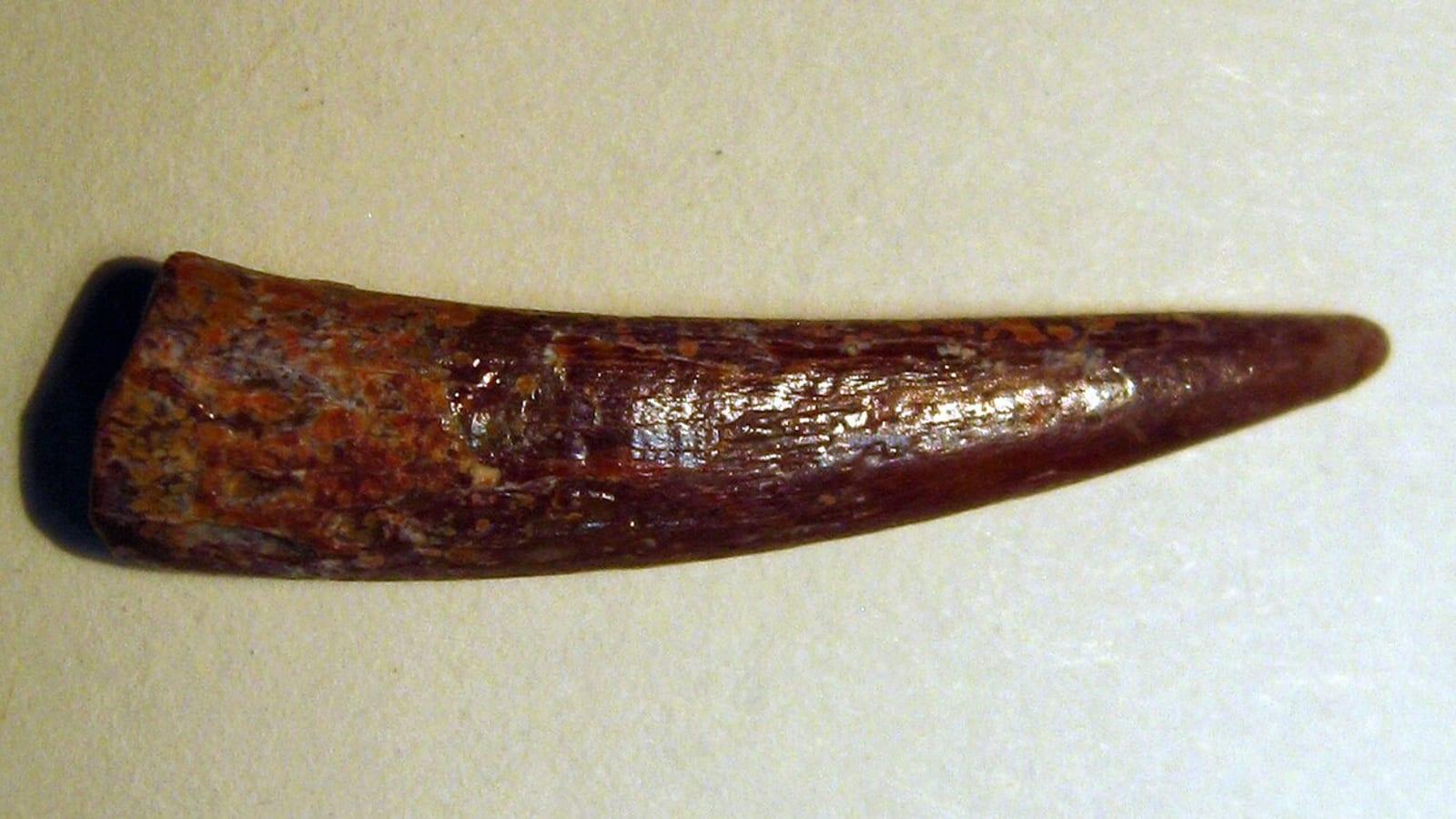 Taouz Cretaceous Fish Fossil Site Morocco
