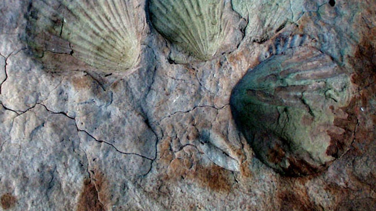 Guide to Finding Fossils at Topanga Canyon