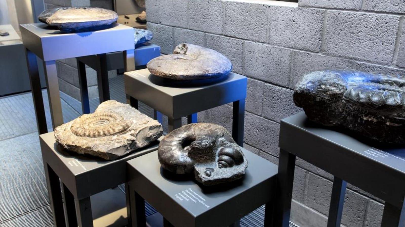 Werkforum Dotternhausen: Museum & Fossil Collecting Site